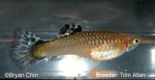 bronze female guppy