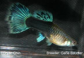 hb half black green female guppy