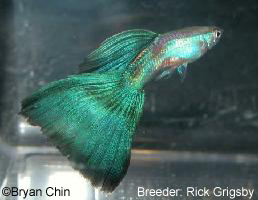 Green guppy