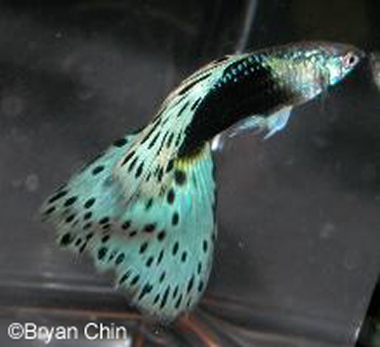 hb half black aoc guppy  pastel bicolor