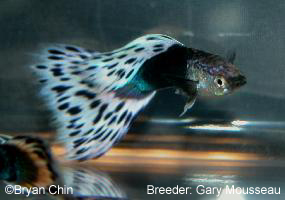 hb half black aoc guppy  pastel bicolor