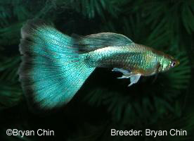 blue neon half black guppy