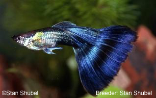 Half black hb blue guppy