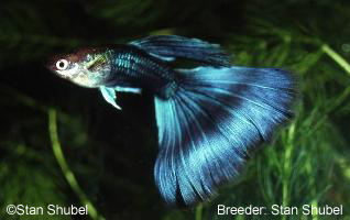 Half black hb blue guppy