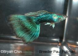 Hb half black green guppy