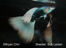 hb half black pastel guppy