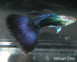 hb half black purple guppy