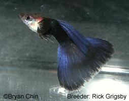 hb half black purple guppy