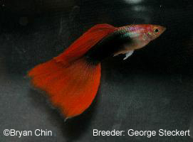 HB halfblack red guppy