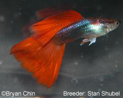 HB halfblack red guppy