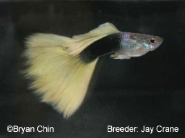 hb half black yellow guppy