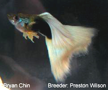 hb half black yellow guppy