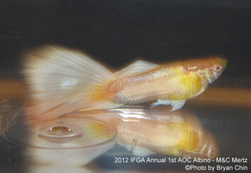 AOC Albino guppy