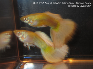 AOC Albino guppy