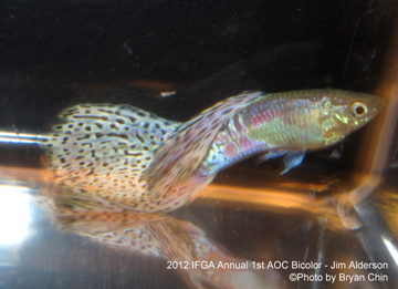 AOC Bicolor guppy