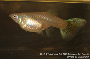 aoc female guppy