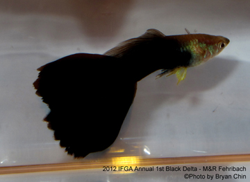 black guppy