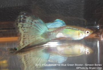 blue green bicolor guppy