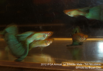 breeder male guppies