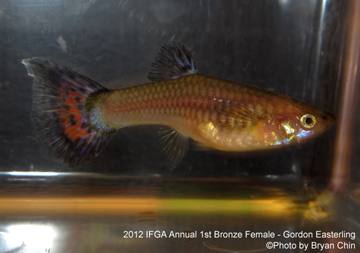 bronze female guppy