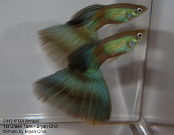 green guppy