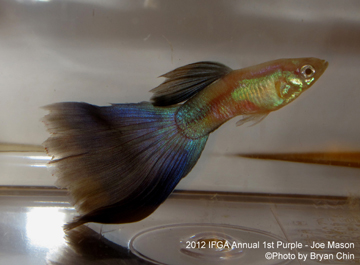 purple guppy