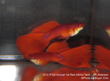 red Albino guppy