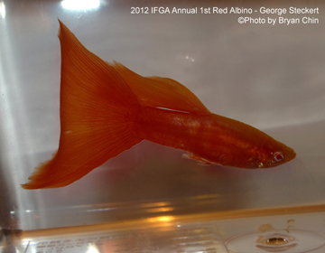 Red Albino guppy