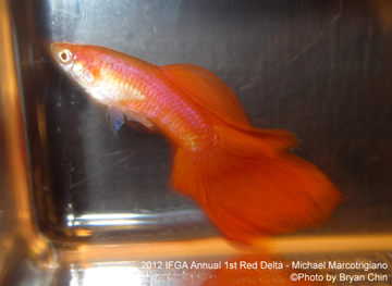 red guppy