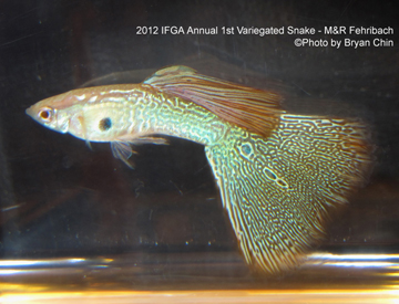 variegated snakeskin guppy