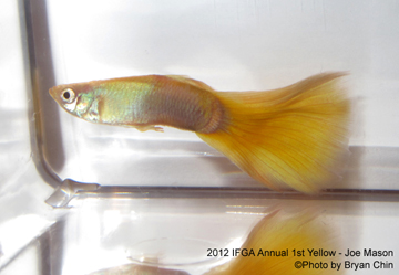 yellow guppy