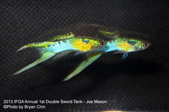 Double Sword Guppy Tank