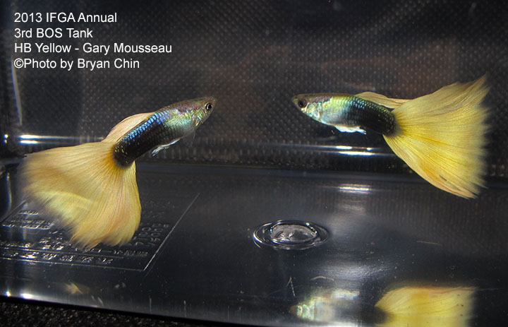 HB Yellow Guppy Tank