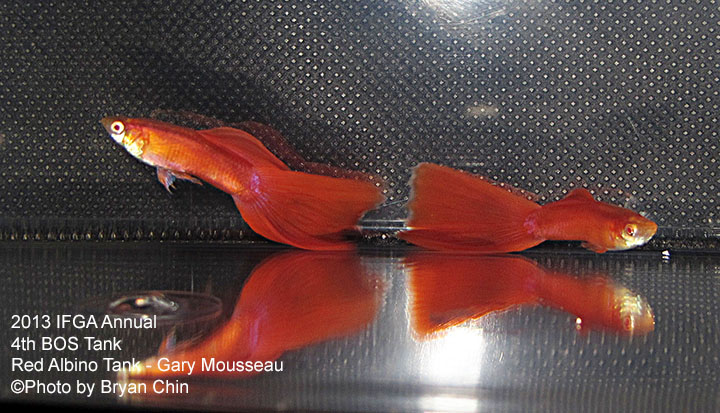 Red Guppy Tank