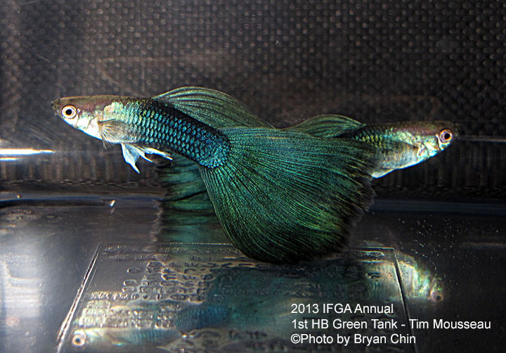 HB Green Guppy Tank