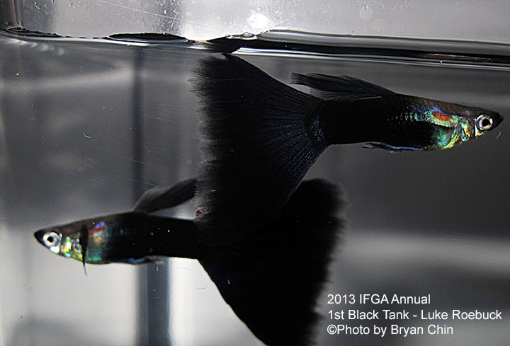 Black Guppy Tank