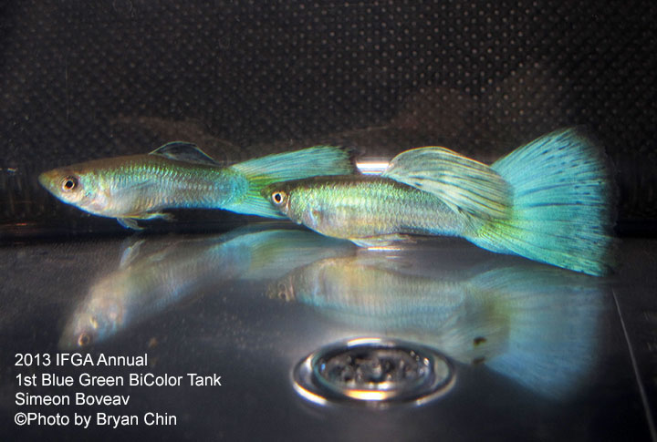 Blue Green Bicolor Guppy Tank