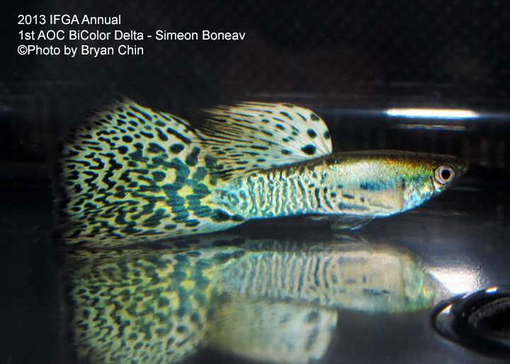 AOC Bicolor Guppy