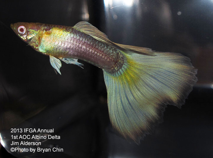 AOC Albino Guppy