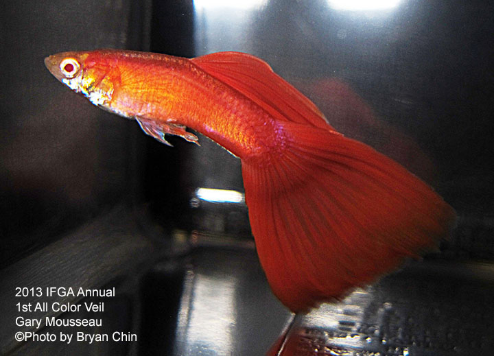 Albino guppy