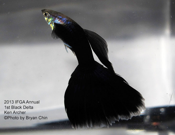 Black Guppy