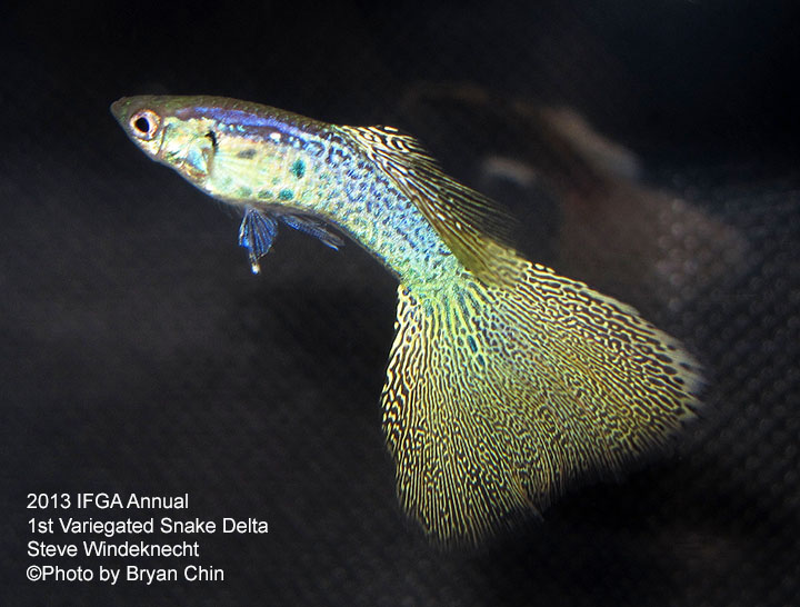 Variegated Snakeskin guppy