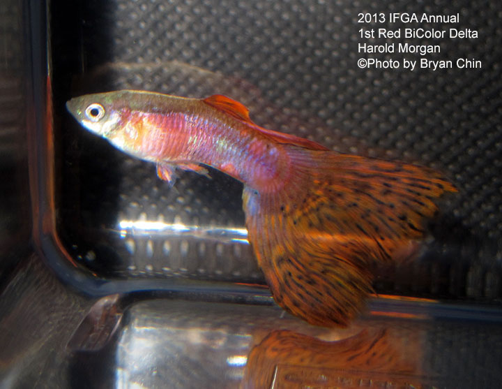 Red Bicolor Guppy