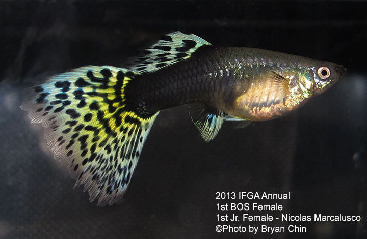 HB AOC Female Guppy