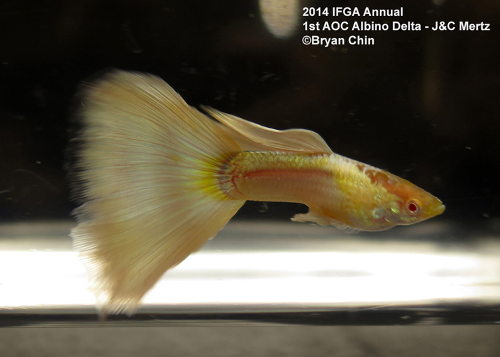 AOC Albino Guppy