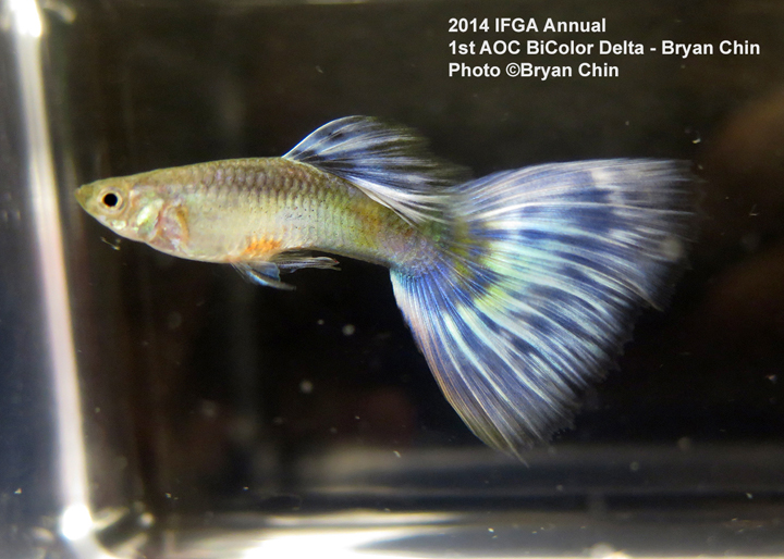 AOC Bicolor Guppy