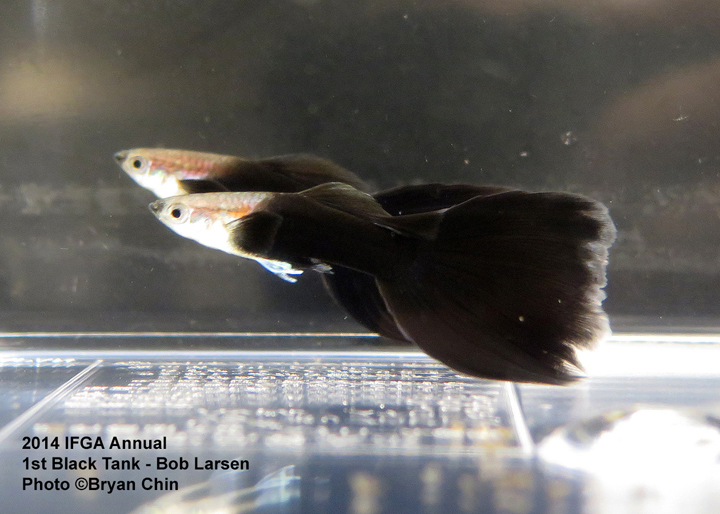 Black Guppy Tank