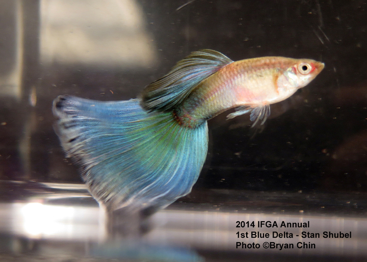 Blue Guppy