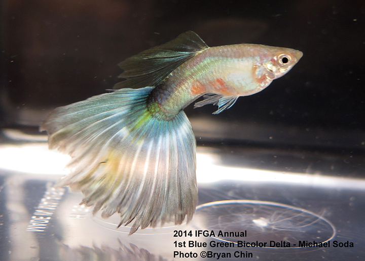 Blue Green Bicolor Guppy