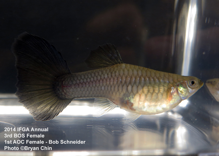 AOC Female Guppy